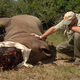 Illustration for article titled The Controversial, Mad Science Strategy to Save Earth's Rhinos